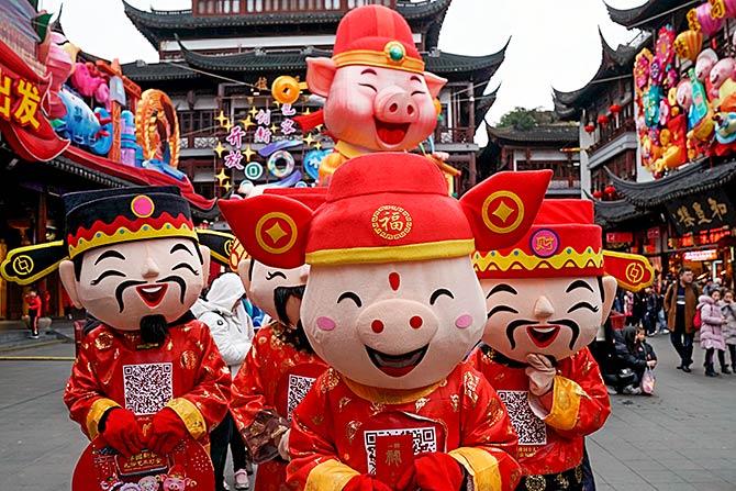 Chinese New Year of the Pig 2019