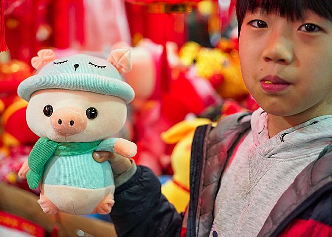 Chinese New Year of the Pig 2019