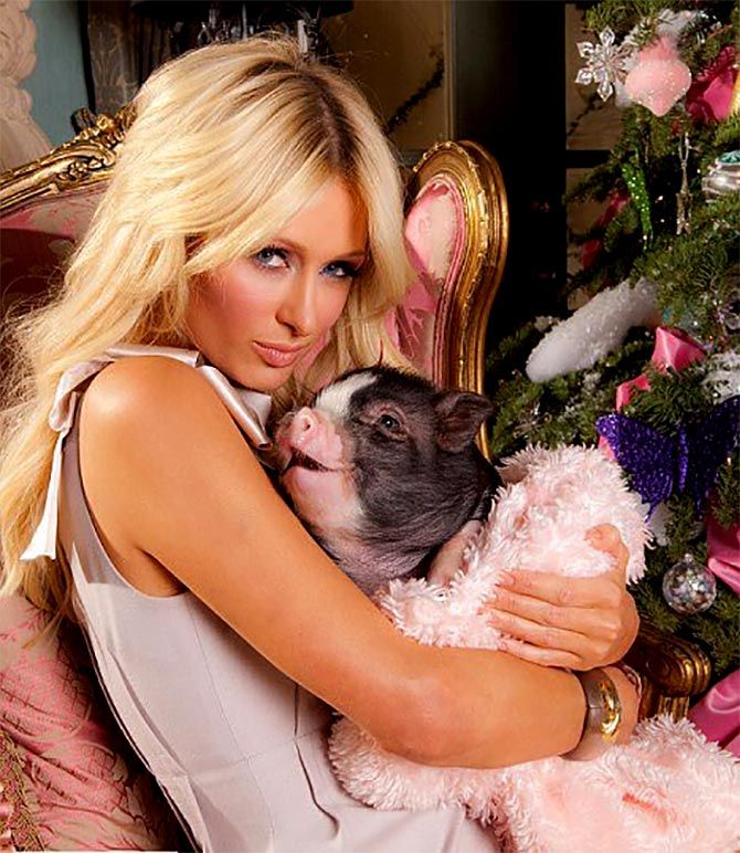 Paris Hilton with her pig