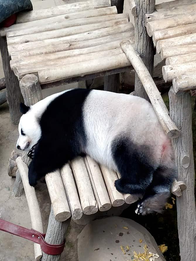 Pix: When I saw a Giant Panda for the first time! - Rediff.com Get Ahead