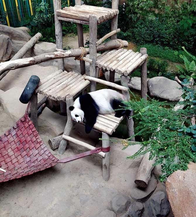 Giant Panda Conservation Centre, Zoo Negara, Malaysia