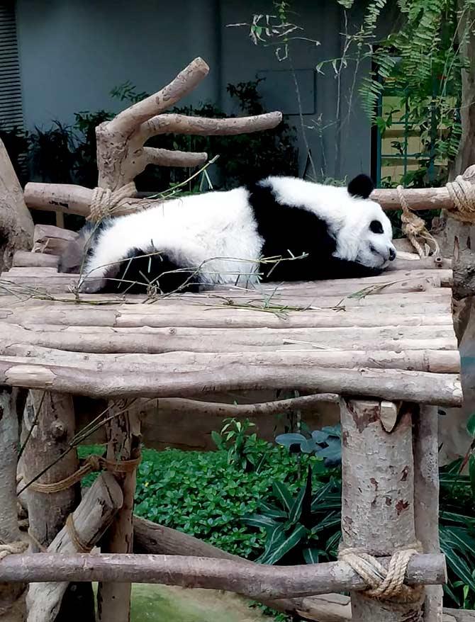 Giant panda