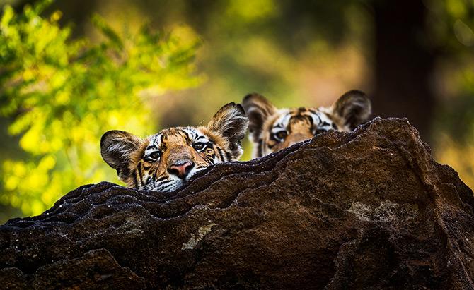 Dhruv Singh and Bandhavgarh