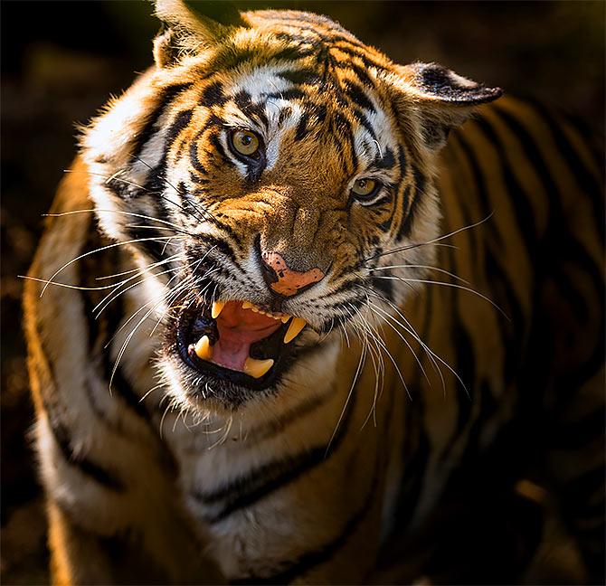 Dhruv Singh and Bandhavgarh