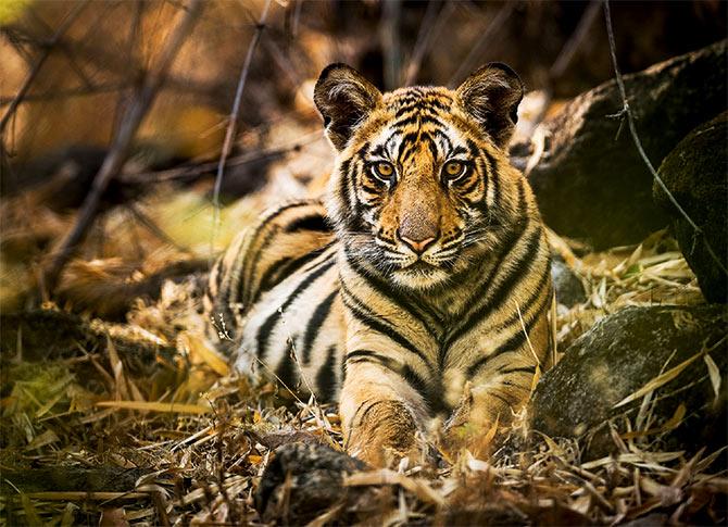 Dhruv Singh and Bandhavgarh