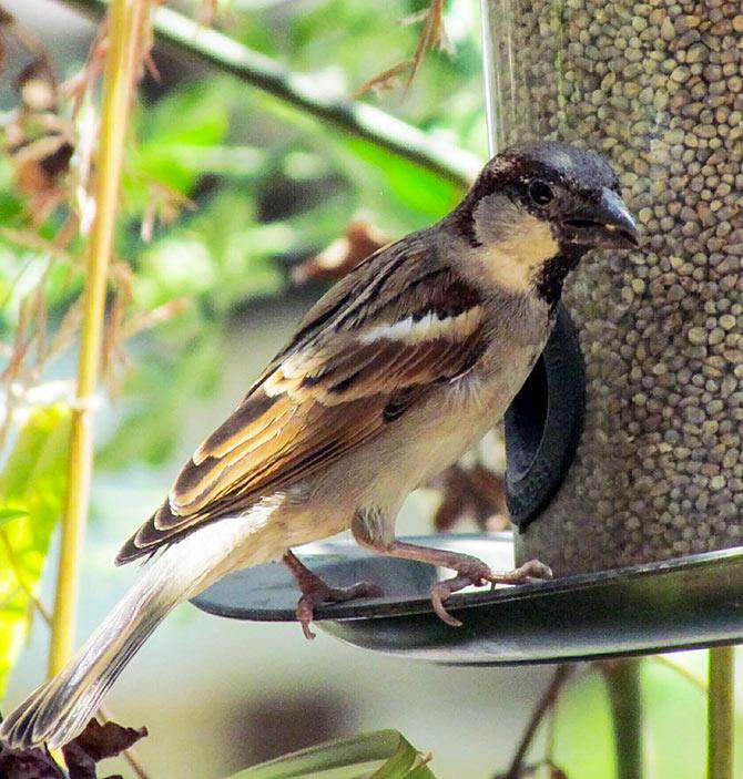 World Sparrow Day: Rediff reader response