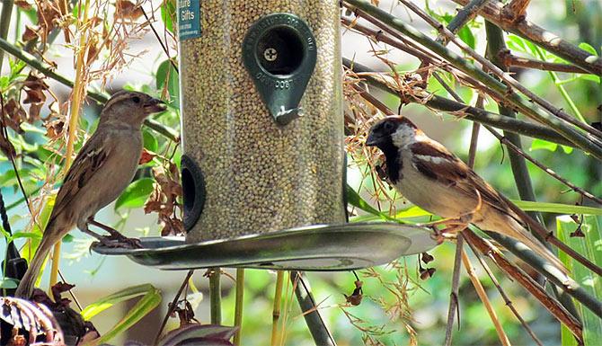 World Sparrow Day: Rediff reader response