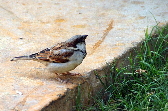 World Sparrow Day: Rediff reader response
