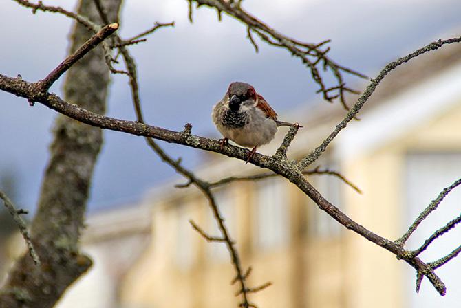 World Sparrow Day: Rediff reader response