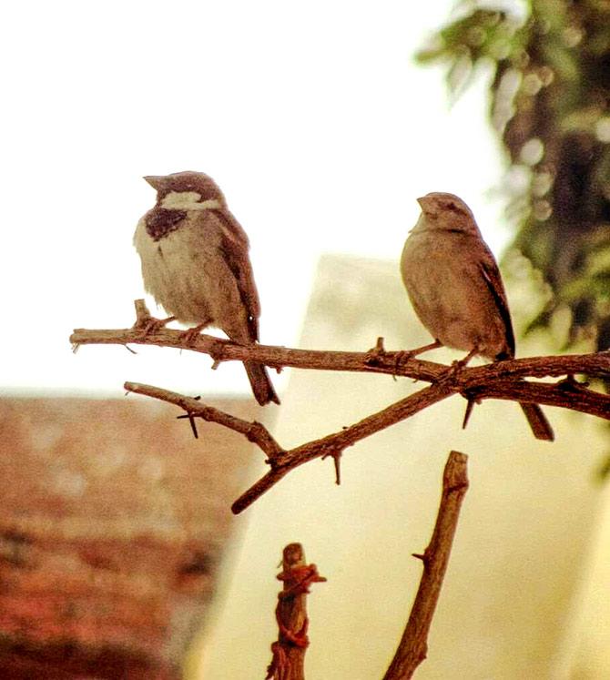 World Sparrow Day: Rediff reader response