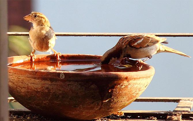 World Sparrow Day: Rediff reader response