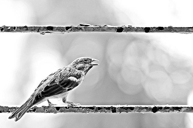 World Sparrow Day: Rediff reader response