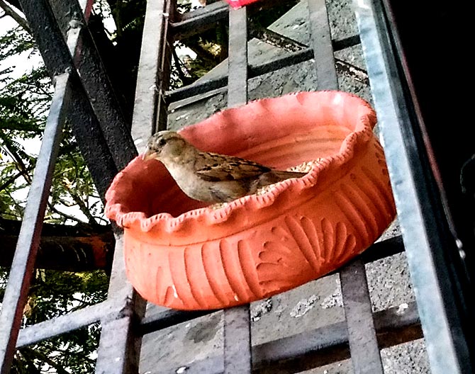 Save the sparrows: Rediff readers share pix