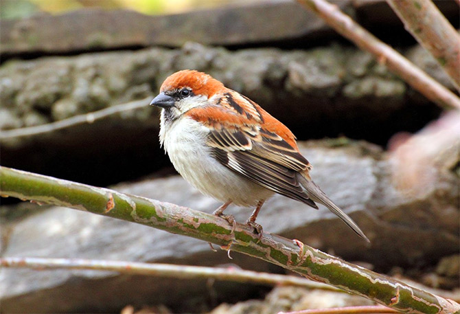 Save the sparrows