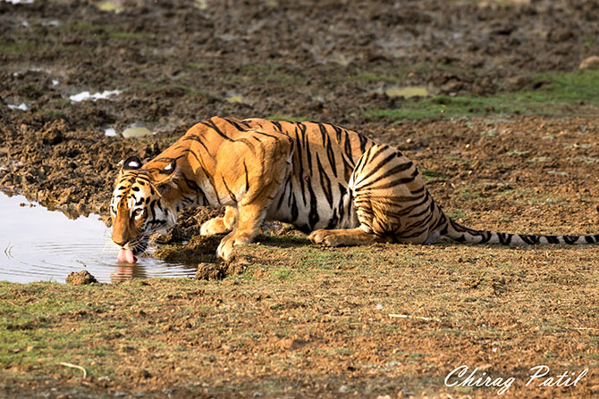 Tiger at Tadoba Andhari Reserve, Nasik, Maharashtra