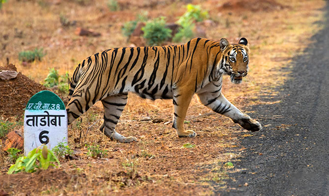 Tiger at Tadoba Andhari Reserve, Nasik, Maharashtra