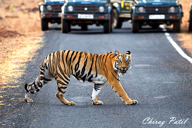 Tiger at Tadoba Andhari Reserve, Nasik, Maharashtra