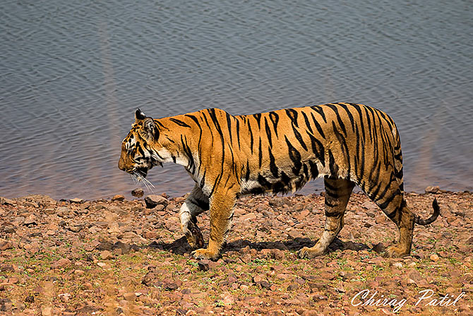 Tiger at Tadoba Andhari Reserve, Nasik, Maharashtra