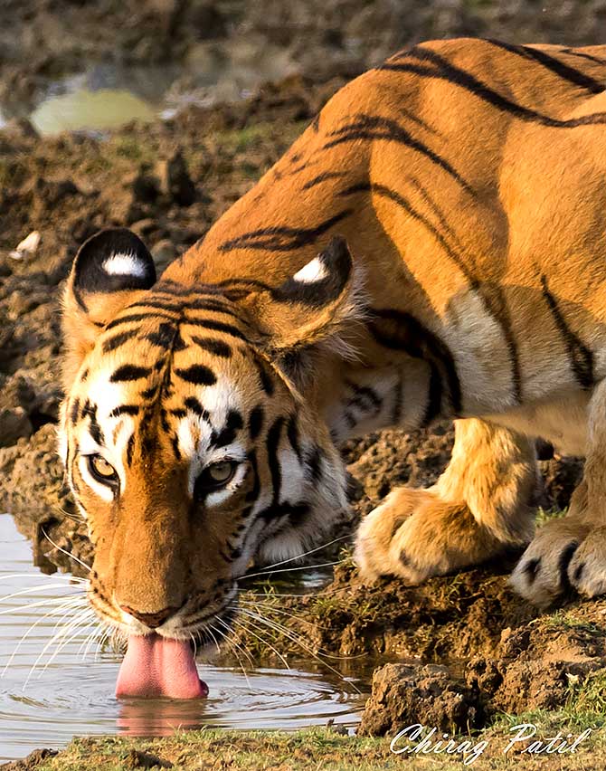 Tiger at Tadoba Andhari Reserve, Nasik, Maharashtra