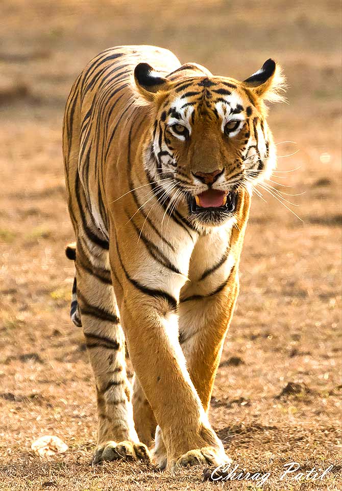 Tiger at Tadoba Andhari Reserve, Nasik, Maharashtra