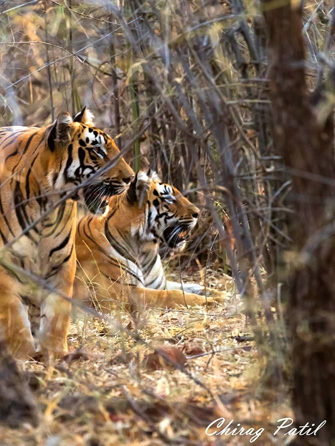 Tiger at Tadoba Andhari Reserve, Nasik, Maharashtra