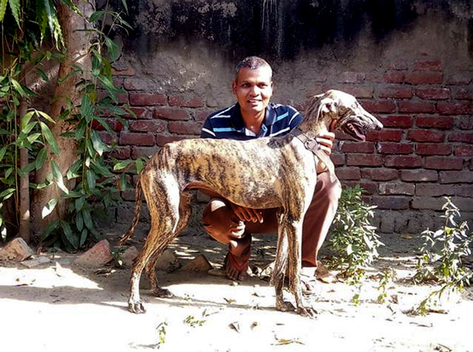 rampur greyhound