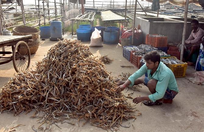 A Fisherman separates fish after drying it, at the Bay of Bengal in Kolkata. Photograph: ANI Photo