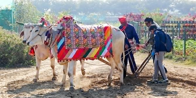 Pratapgad farms