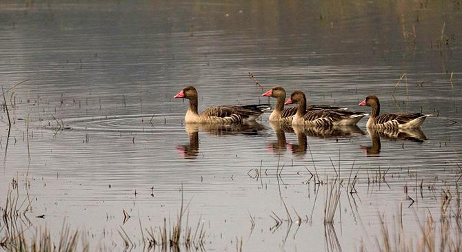 Sultanpur Bird Park