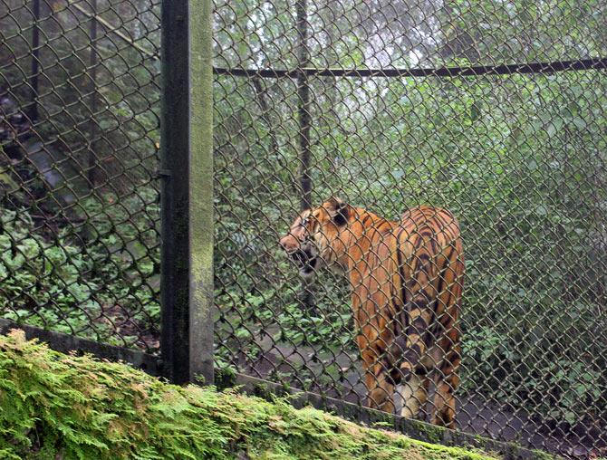 Darjeeling photos by Hitesh Harisinghani