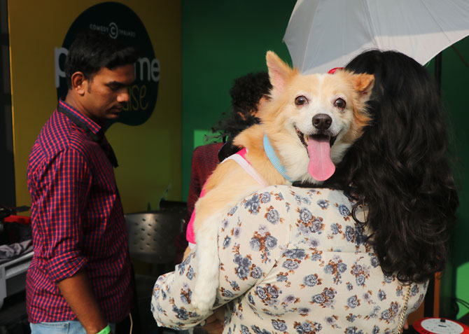 Pets help during broken relationships: Mumbai court