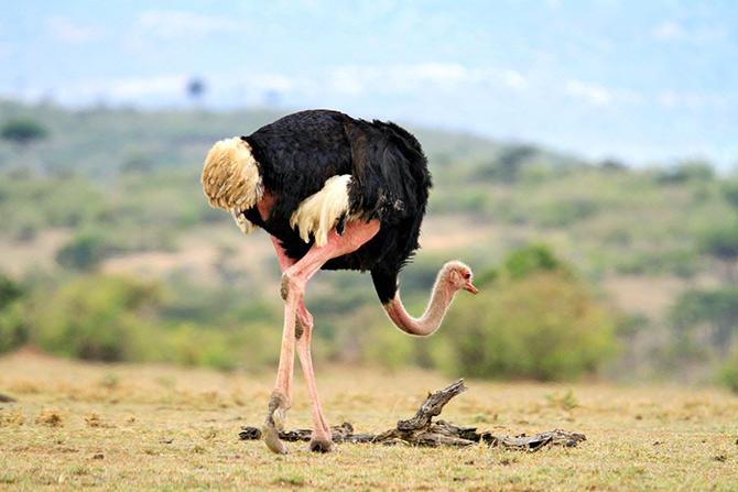 Maasai Mara