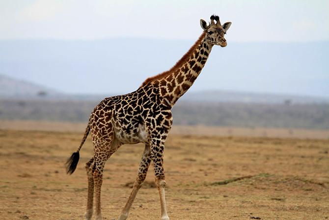 Maasai Mara