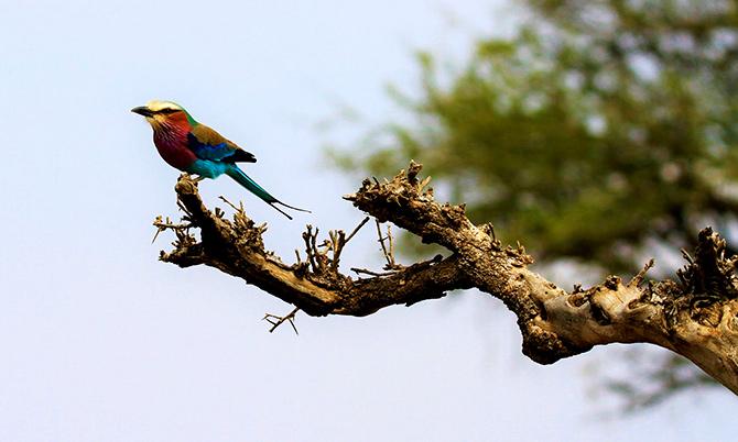 Maasai Mara