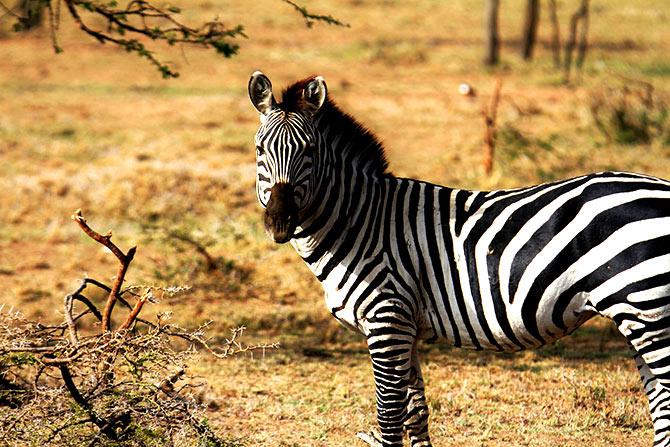 Maasai Mara