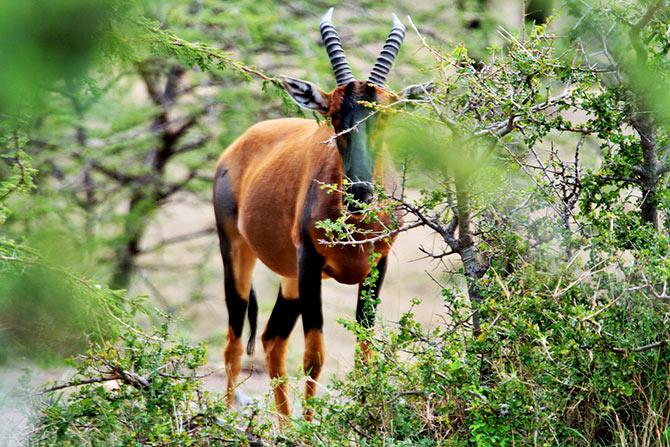 Maasai Mara