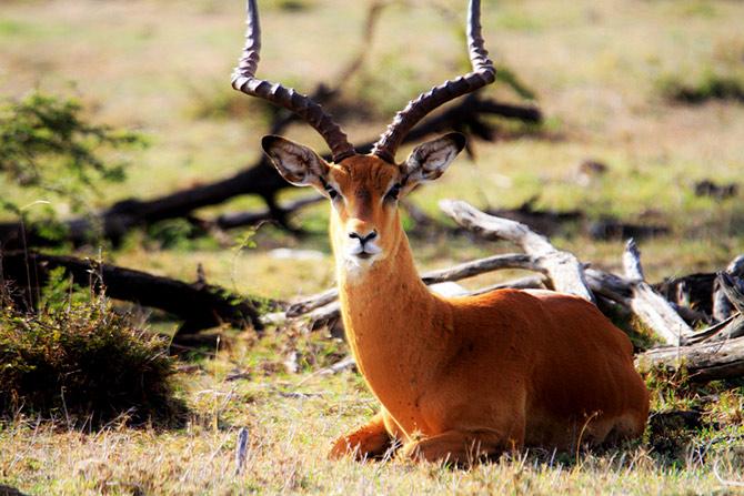 Maasai Mara