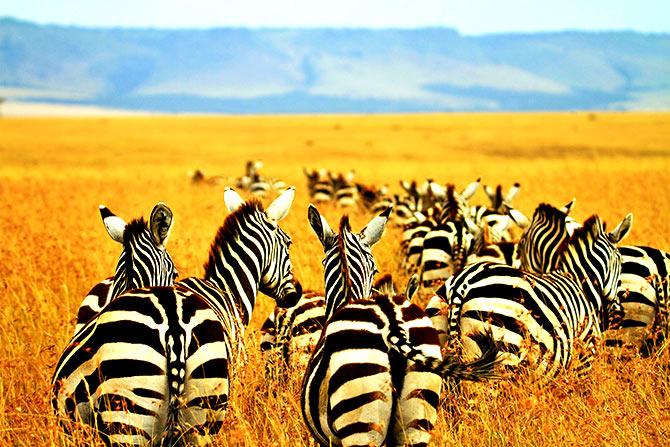 Maasai Mara