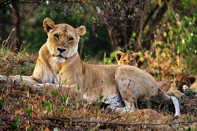 Maasai Mara