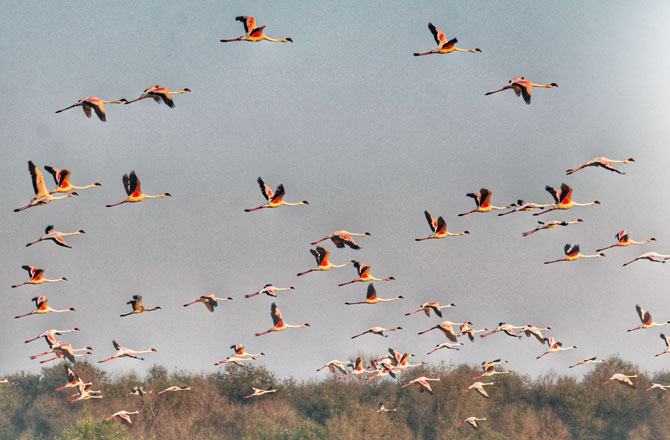 SEE: Stunning flamingos take flight