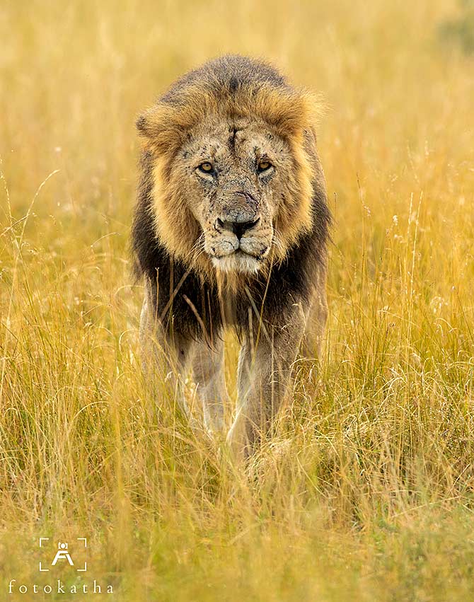 Meet the majestic lions of Maasai Mara