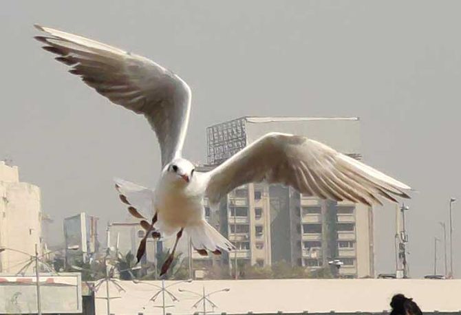 Seagulls flock Mahim, Mumbai