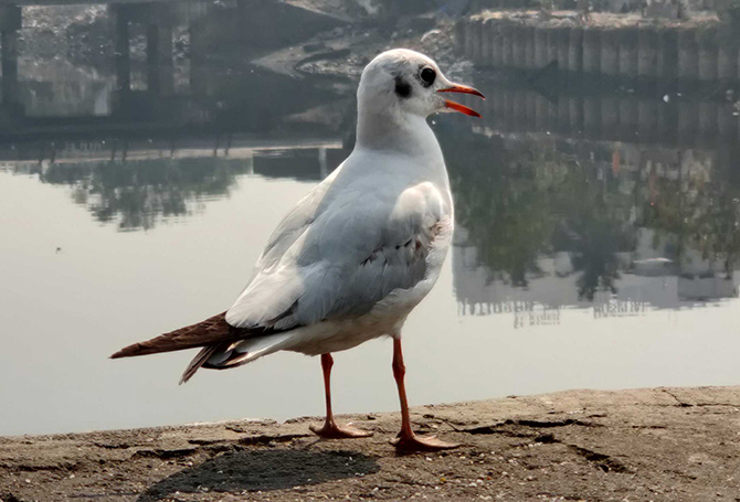 Seagulls flock Mahim, Mumbai