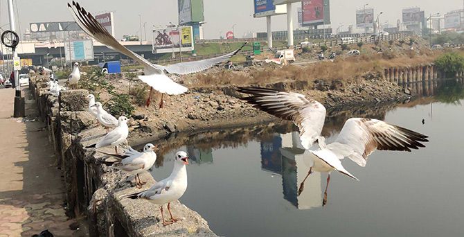 Seagulls flock Mahim, Mumbai