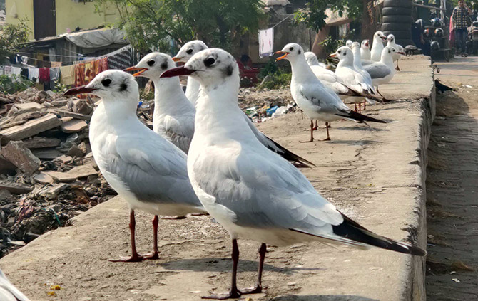 Seagulls flock Mahim, Mumbai