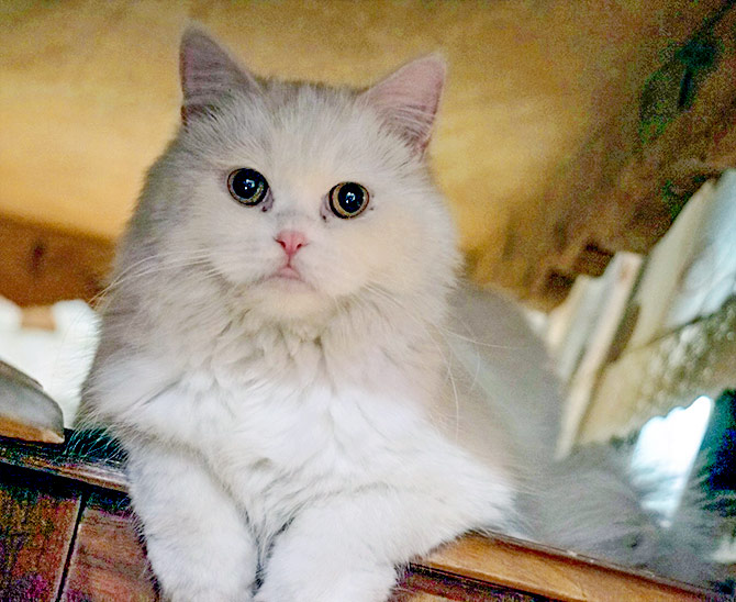 Pet pics: Kitty's pics will melt your heart - Rediff.com Get Ahead