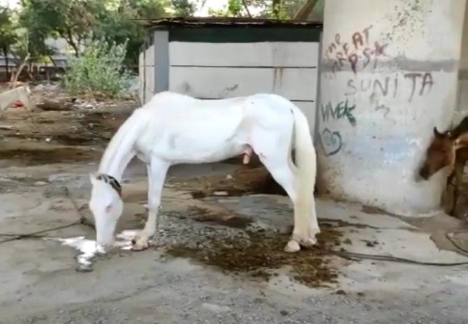 Starving beach horses due to the lock down at Marina, Chennai