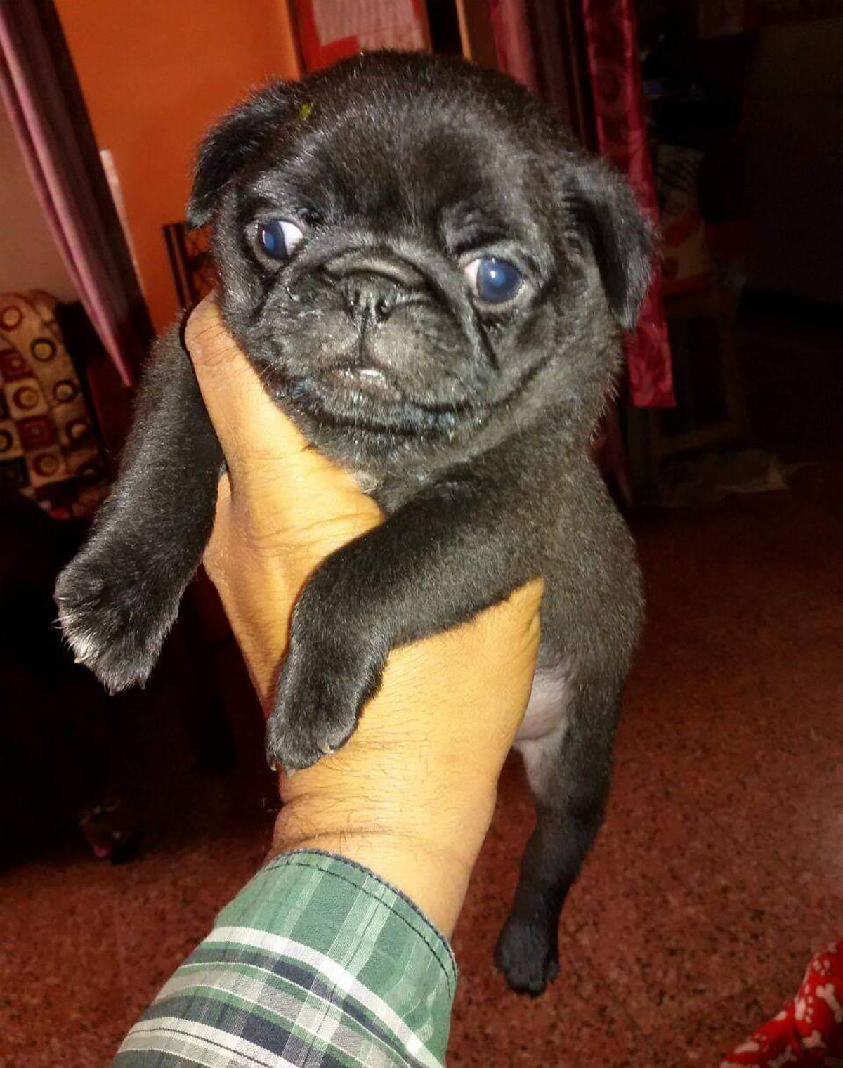 Pug