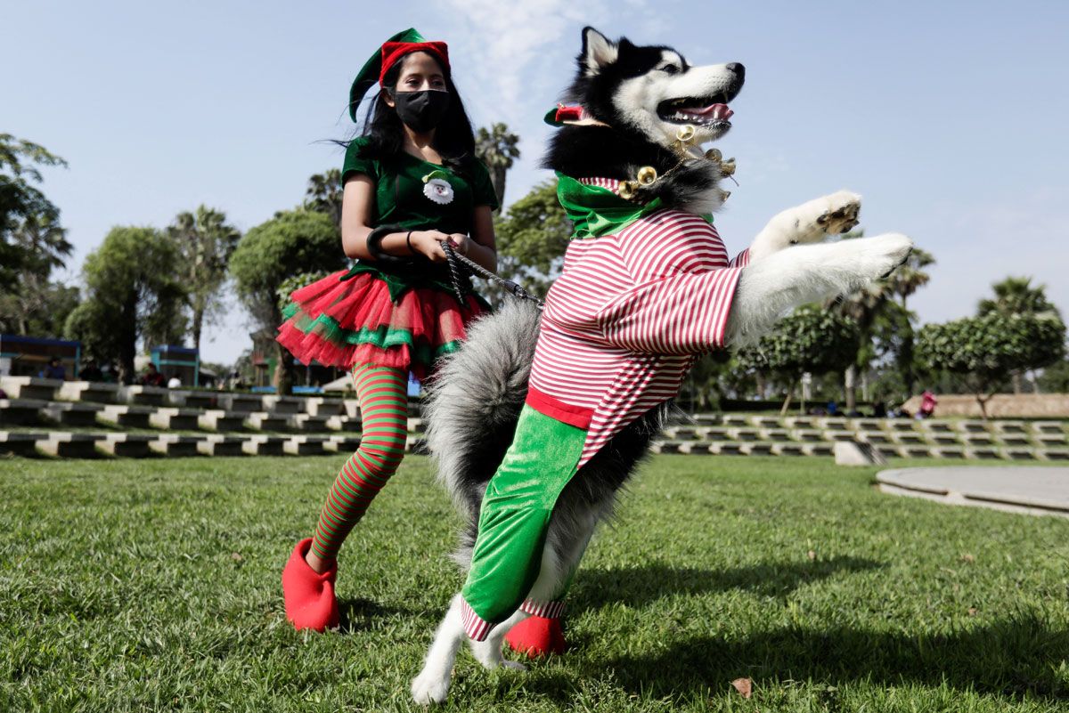 Ever Seen A Dogs Fashion Show?