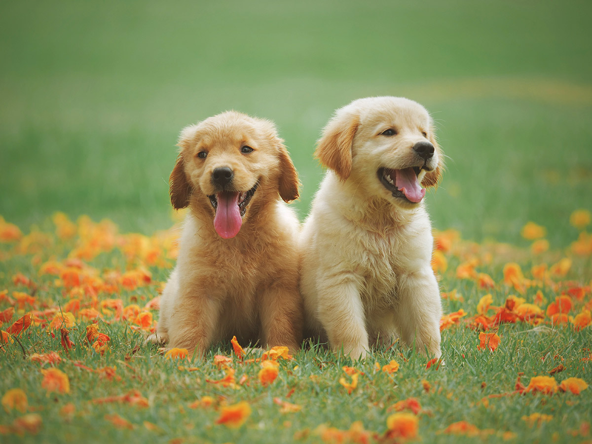 Labrador puppies